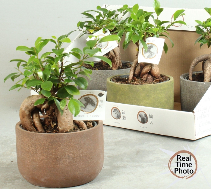 <h4>FIC MI GINSENG</h4>