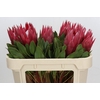 Protea Cynaroides Madiba