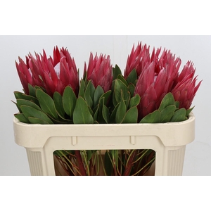 Protea Cynaroides Madiba