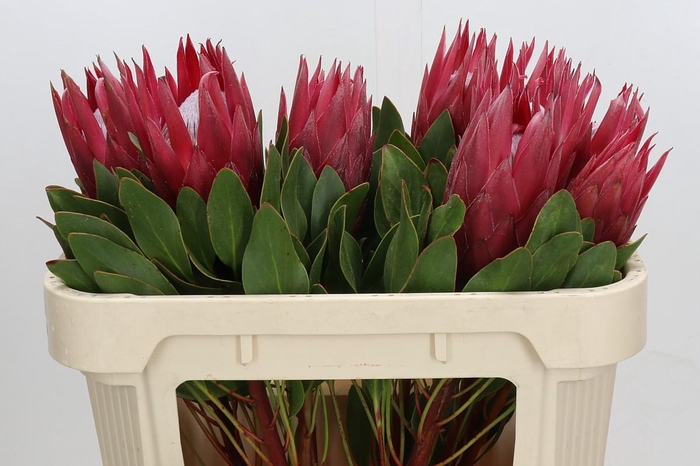 <h4>Protea Cynaroides Madiba</h4>