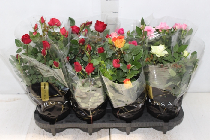 <h4>ROSEIRA MINI P13</h4>