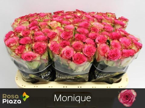 <h4>Rosa large monique</h4>