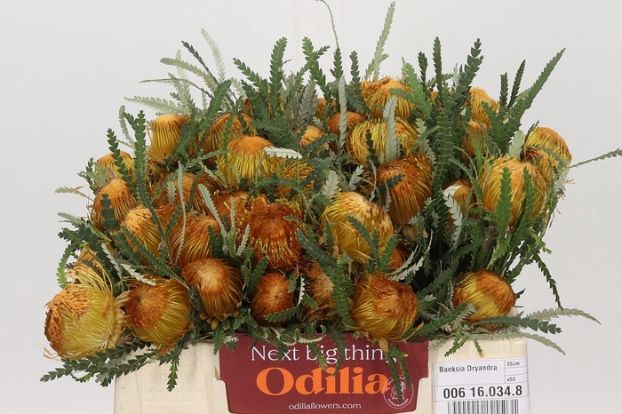 <h4>Banksia Dryandra</h4>