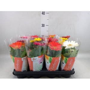 Gerbera  'Colourgame'   ...mix