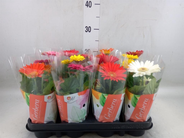 <h4>Gerbera  'Colourgame'   ...mix</h4>