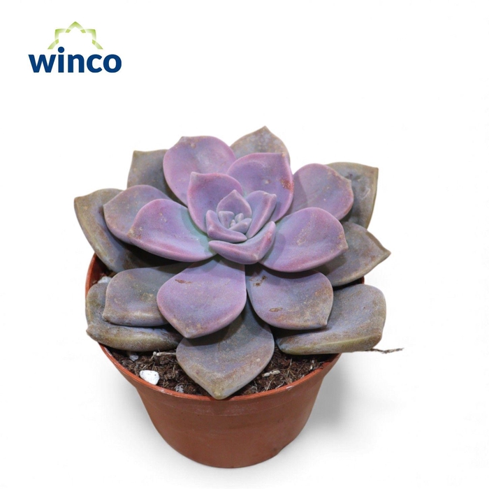 <h4>Echeveria Baby Face</h4>