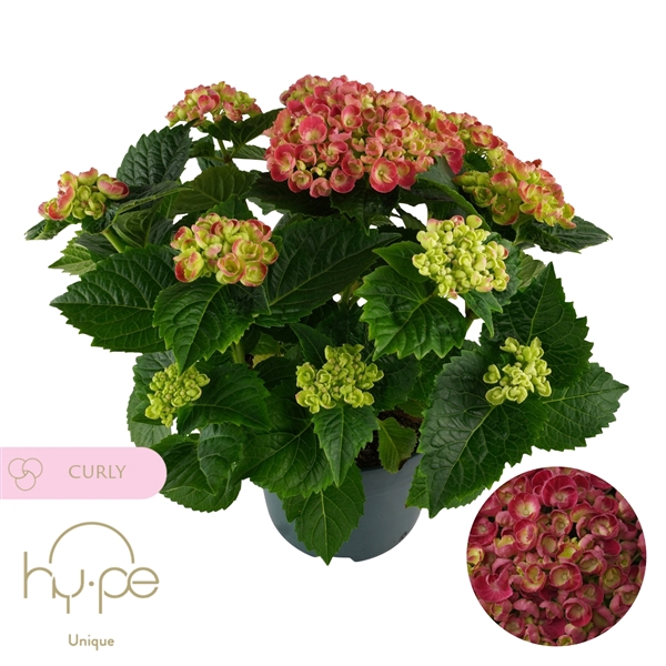 <h4>Hydrangea Curly Wurly Red 10+ | Hy-pe Unique</h4>
