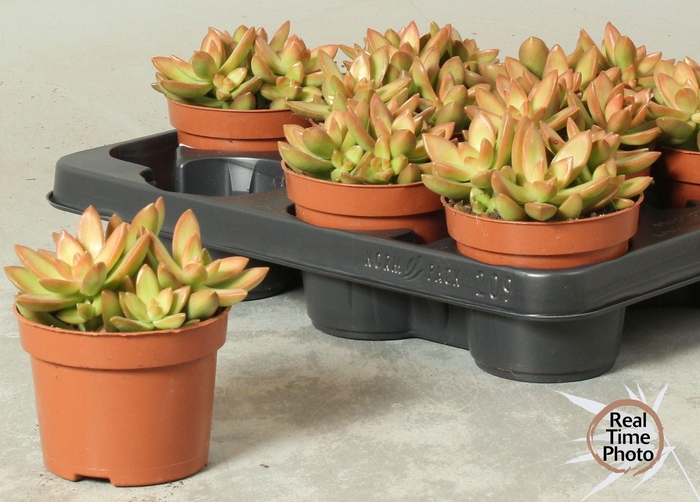 <h4>SEDUM OVERIG</h4>