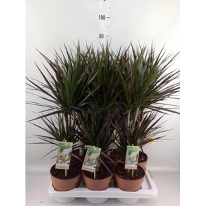 Dracaena marg. 'Magenta'