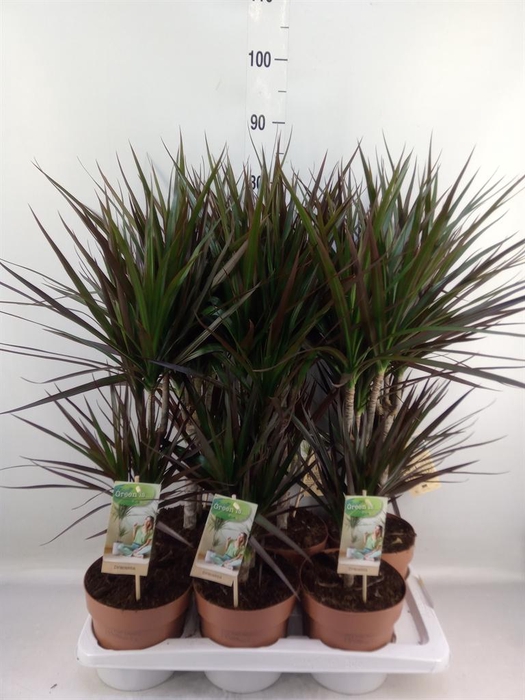 <h4>Dracaena marg. 'Magenta'</h4>