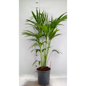 Howea forsteriana