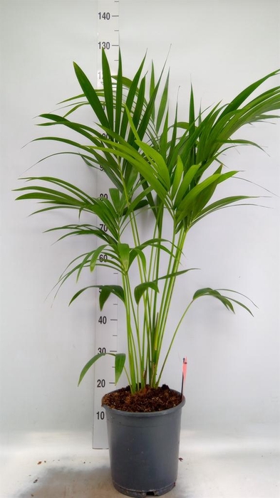 <h4>Howea forsteriana</h4>