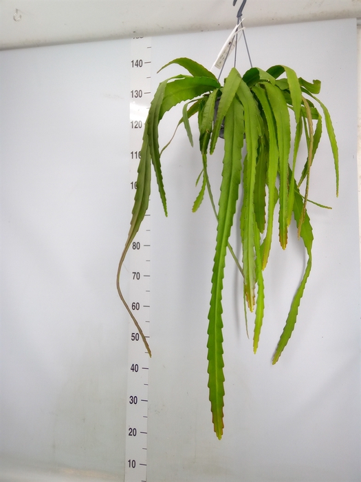 <h4>Epiphyllum   ...</h4>