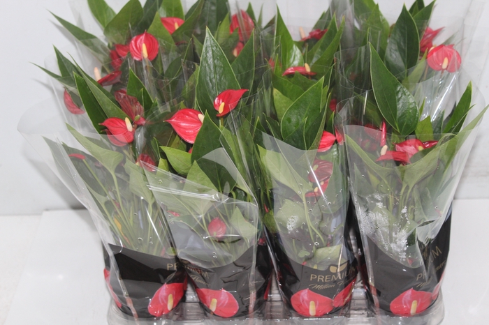 <h4>ANTHURIUM MINI MILLION FLOWERS P09</h4>