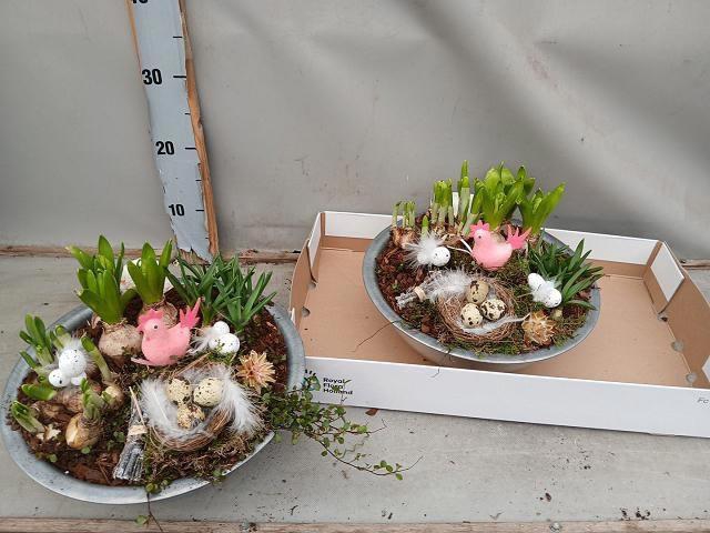 <h4>ARR BOL KNOLGEWAS</h4>