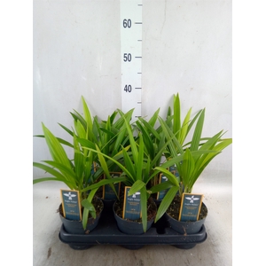 Trachycarpus fortunei