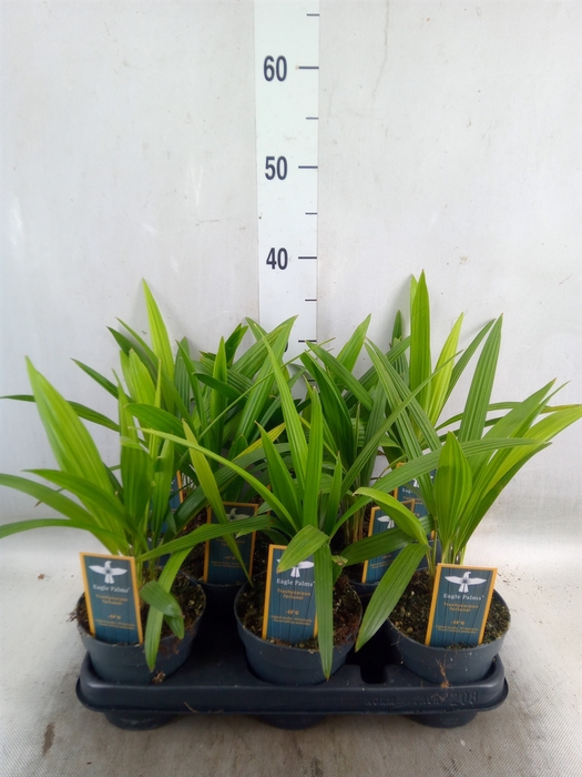 <h4>Trachycarpus fortunei</h4>