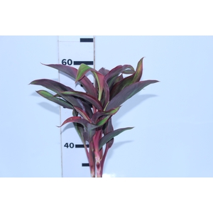 FOLHAGEM CORDYLINE FRUTICOSA RED EDGE
