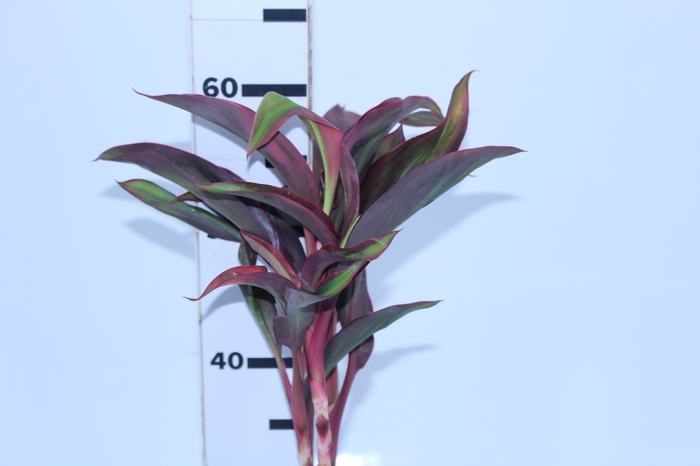 FOLHAGEM CORDYLINE FRUTICOSA RED EDGE
