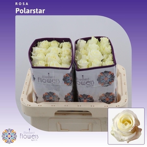 Rosa gr Polarstar