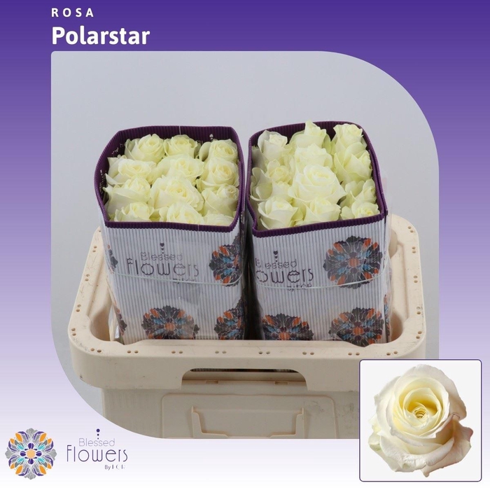 <h4>Rosa gr Polarstar</h4>