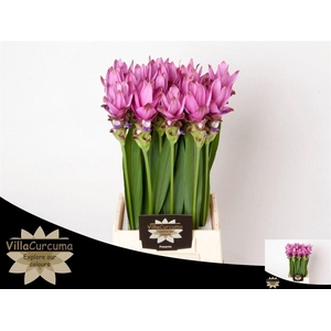 Curc Al Siam Supreme (NL),(16)