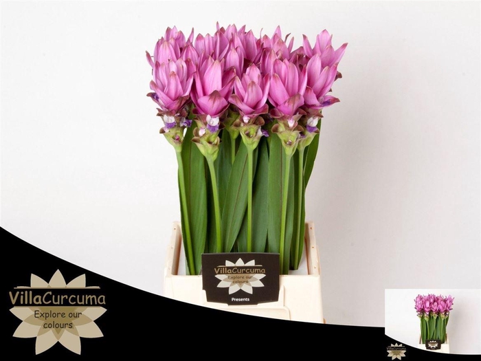 <h4>Curc Al Siam Supreme (NL),(16)</h4>