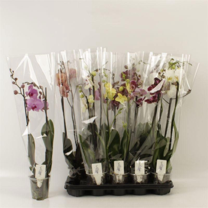 <h4>PHAL GEM 6 KL</h4>