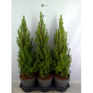 Picea glauca 'Perfecta'