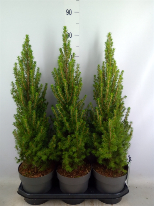 <h4>Picea glauca 'Perfecta'</h4>