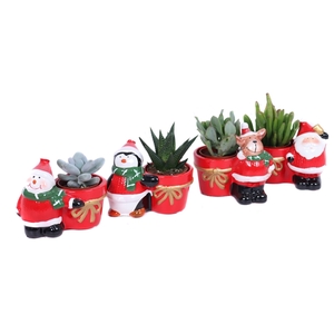 Succulenten mix 5,5 cm in kerstmix planter