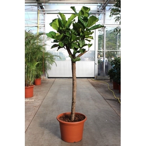 Ficus lyrata