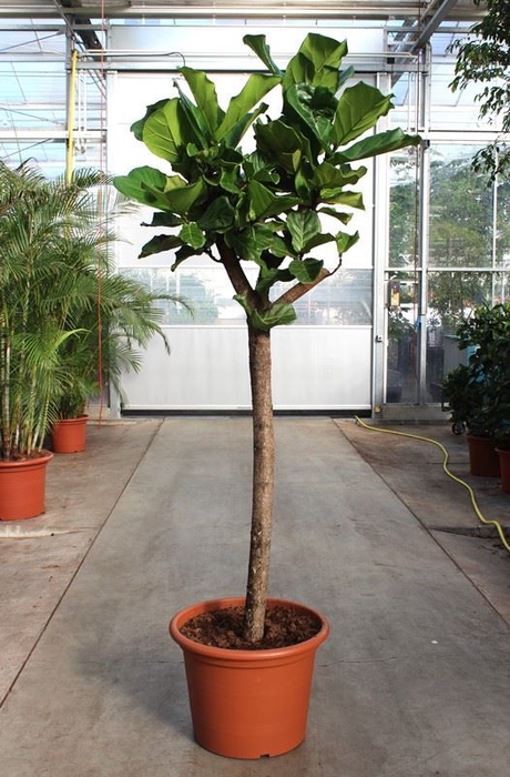 <h4>Ficus lyrata</h4>