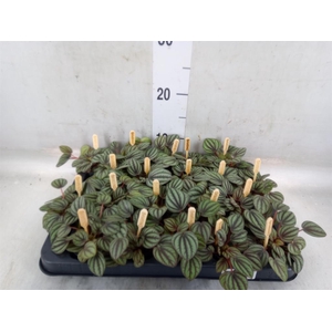 Peperomia albov. 'Piccolo Banda'