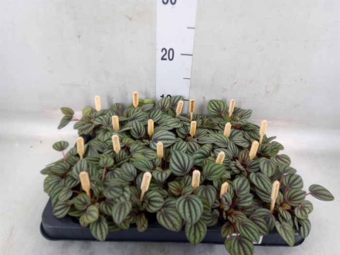 <h4>Peperomia albov. 'Piccolo Banda'</h4>