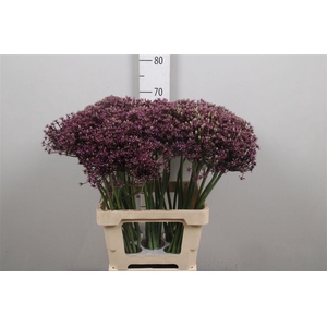 Allium Miami