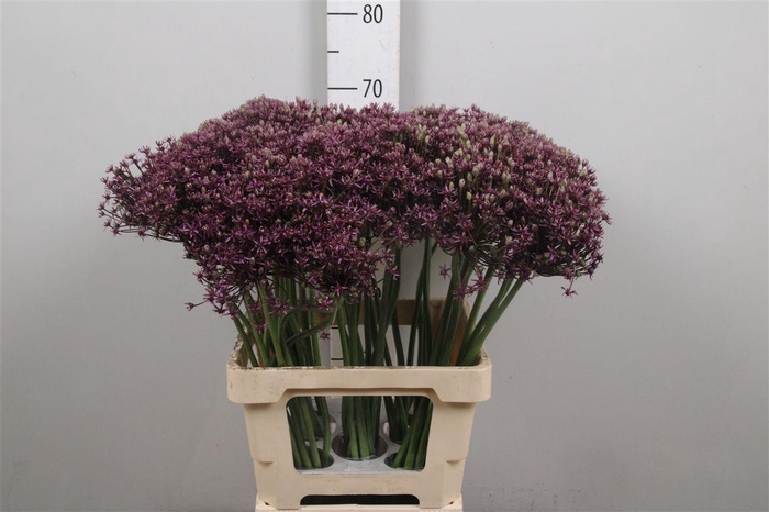 <h4>Allium Miami</h4>
