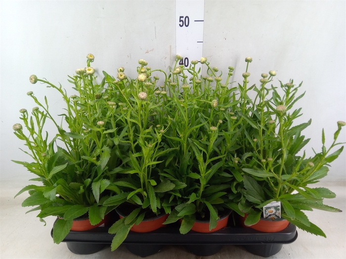 <h4>Leucanthemum sup. 'Snow Lady'</h4>