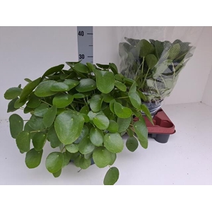 PILEA PEPEROMIOIDES