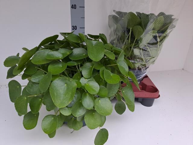PILEA PEPEROMIOIDES