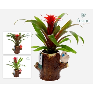 Keramiek boomstam planter met Guzmania