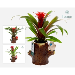 Keramiek boomstam planter met Guzmania