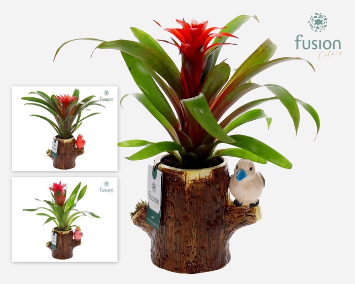 <h4>Keramiek boomstam planter met Guzmania</h4>