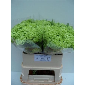 Viburnum Roseum St 80cm 4kop