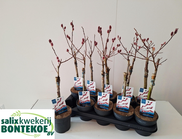 <h4>SALIX MT. ASO</h4>