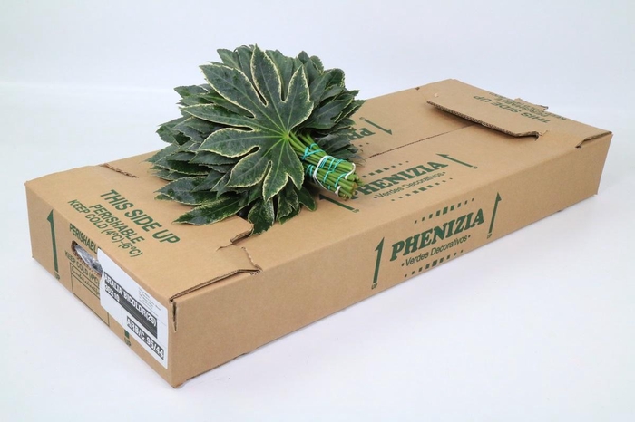 <h4>Aralia Spider</h4>