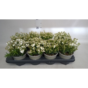 Iberis semp. 'Fischbeck'