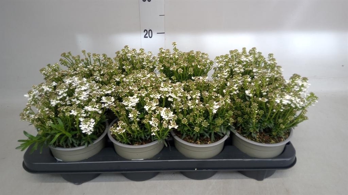 <h4>Iberis semp. 'Fischbeck'</h4>