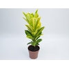 CROTON CANARINHO P17