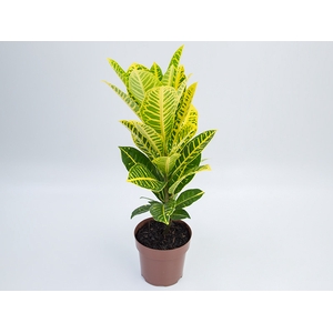 CROTON CANARINHO P17